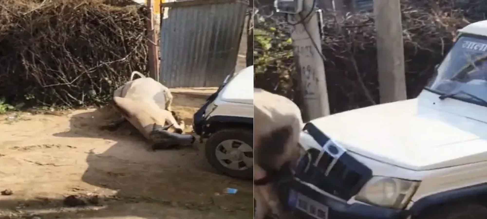 सीकर में सांड की बेरहमी से हत्या, बोलेरो चालक ने दौड़ा-दौड़ाकर कुचला, वीडियो वायरल होने के बाद गांव में आक्रोश